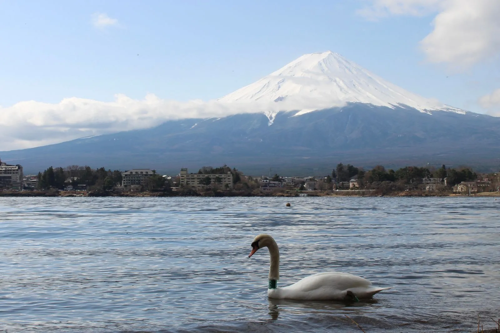 Swan on Lake Kawaguchi with lakeside hotels and Mt Fuji behind