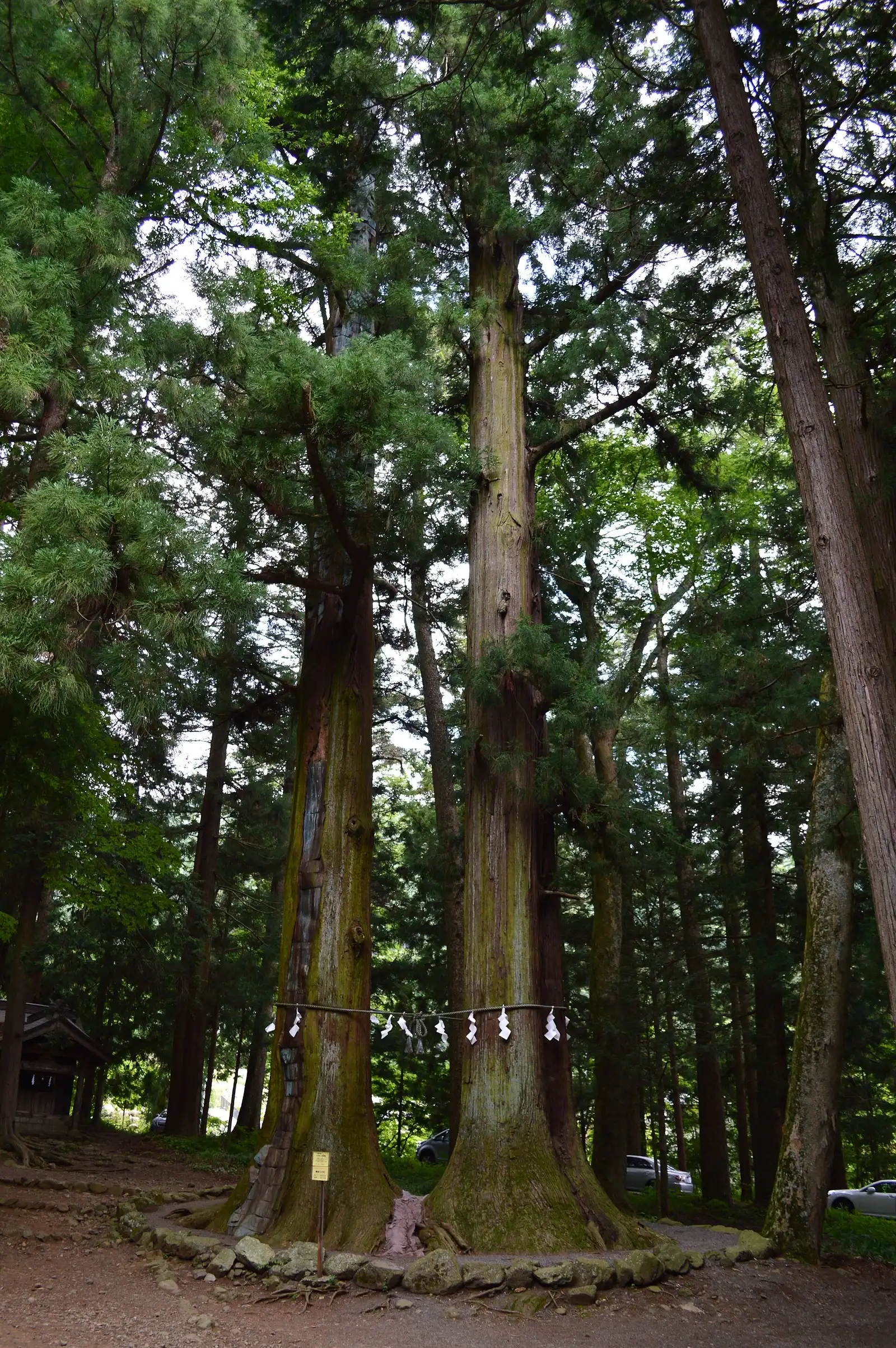 Twin sacred cedars joined by a shimenawa rope at Kawaguchi Asama Shrine