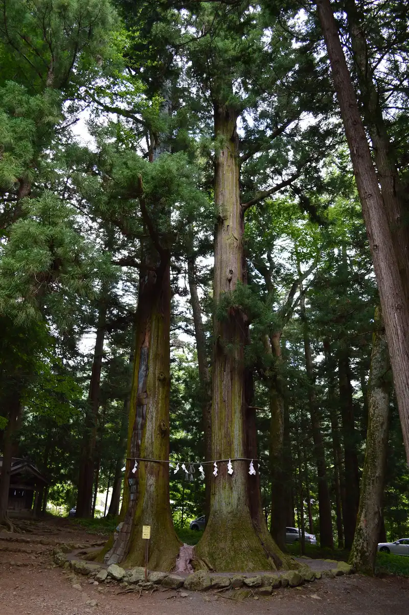 Twin sacred cedars joined by a shimenawa rope at Kawaguchi Asama Shrine