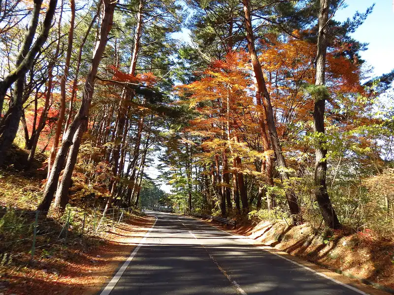 Quiet road through red pines and orange maples in autumn