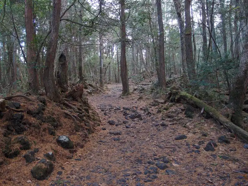 Trail of black lava stones and fallen needles through Aokigahara forest