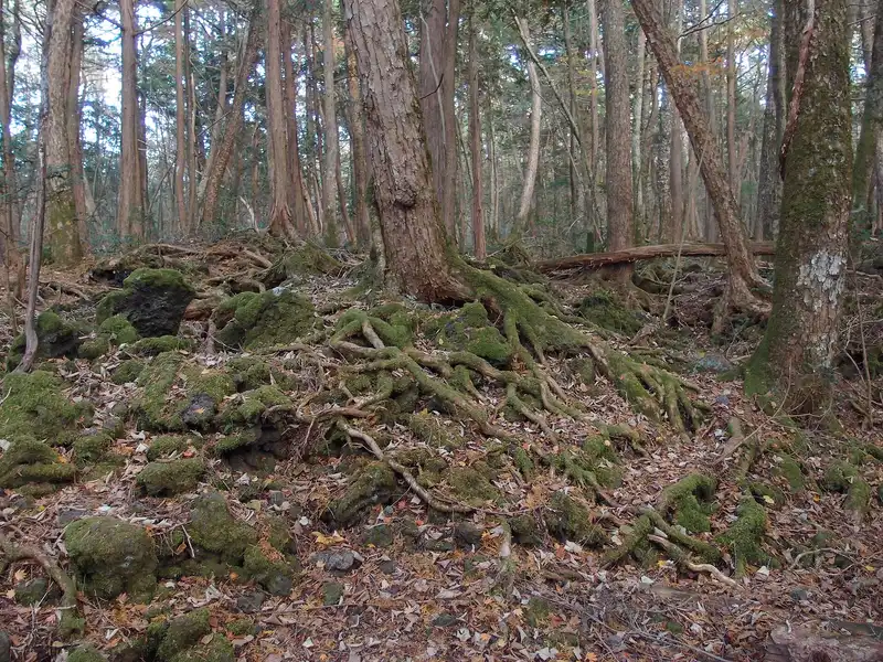 Moss-covered roots spreading over lava rock in Aokigahara forest