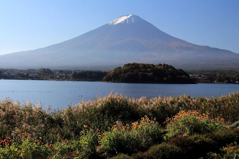 Mt Fuji over Lake Kawaguchi from Oishi Park, orange flowers and pampas grass in front