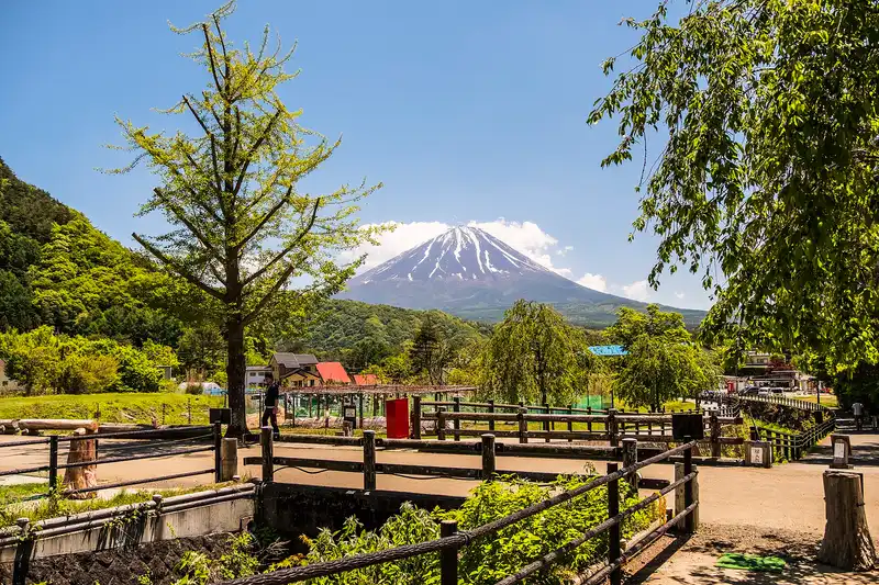 Mt Fuji over the paths and fences of Iyashi no Sato Nenba, a ginkgo tree in front